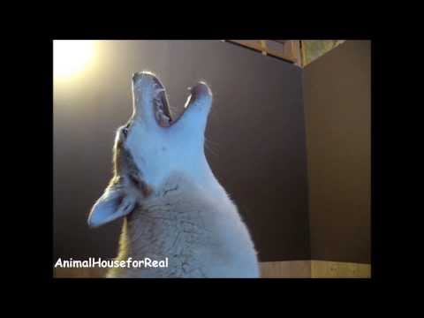 Siberian Husky Howling Compilation