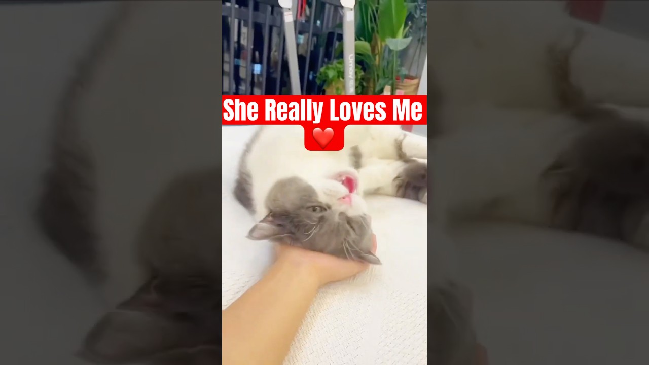 When Your Cat Loves You Too Much 🥺❤️ | Cute Cat Video | #shorts