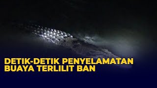 Download lagu Detik-detik Buaya Berkalung Ban Akhirnya Diselamatkan Oleh Warga mp3 Download lagu Detik-detik Buaya Berkalung Ban Akhirnya Diselamatkan Oleh Warga mp3