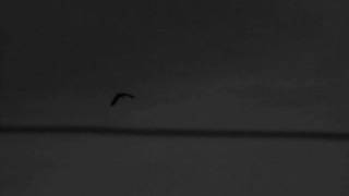 WOODLAND CHOIR - Traveller