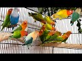 Lovebirds Mutation Breeding Aviary: A Guide to Successful Setup