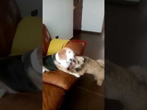 #xd perros pelando