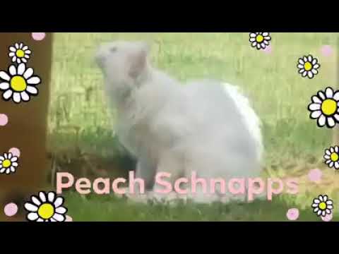 Peach Schnapps, an adopted Turkish Angora & Ragdoll Mix in Ennis, TX_image-1