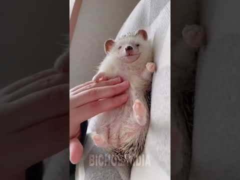 Ouriço-pigmeu-africano #animals #animal #bicho #curiosidades #curioso