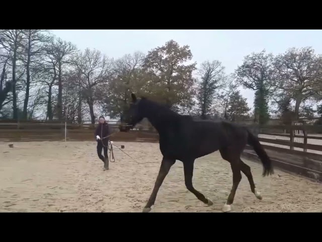 Jument 2 ans - Jovian 