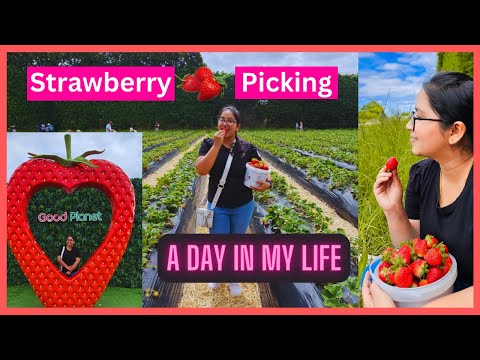, title : '🍓న్యూజిలాండ్ lo Millions of Strawberries | Berries Picking | Farm Harvest |Telugu Vlog'