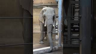 Elephant at Roger Williams Zoo in Rhode Island! 🐘