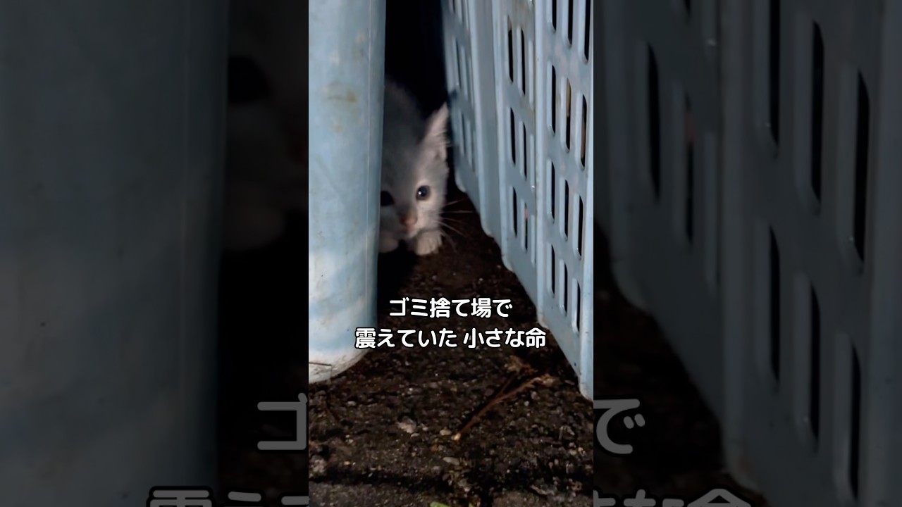 子猫の軌跡✨ #子猫 #保護猫 #cat