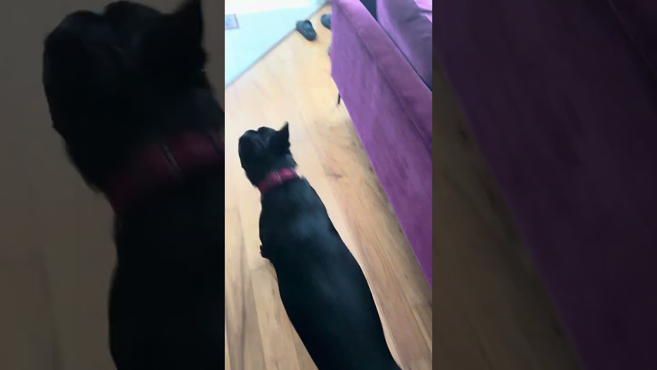 Enlarge Milo #life-of-the-party, a Adoptable mixed breed in Houston, TX video 4/4