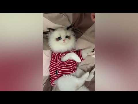 Funniest Animals videos 2023 😂 Funny Dogs and Cats #funnycats #catvideos #cats