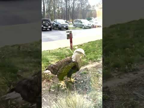 Watch This Eagle 👀🦅#birds #america #baldeagle #eagles #baldeagle