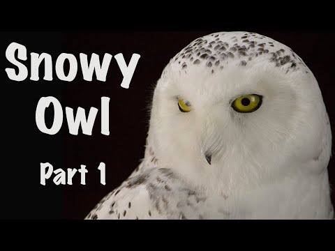 Snowy Owl , Time lapse entertainment. Part 1. Art of Taxidermy