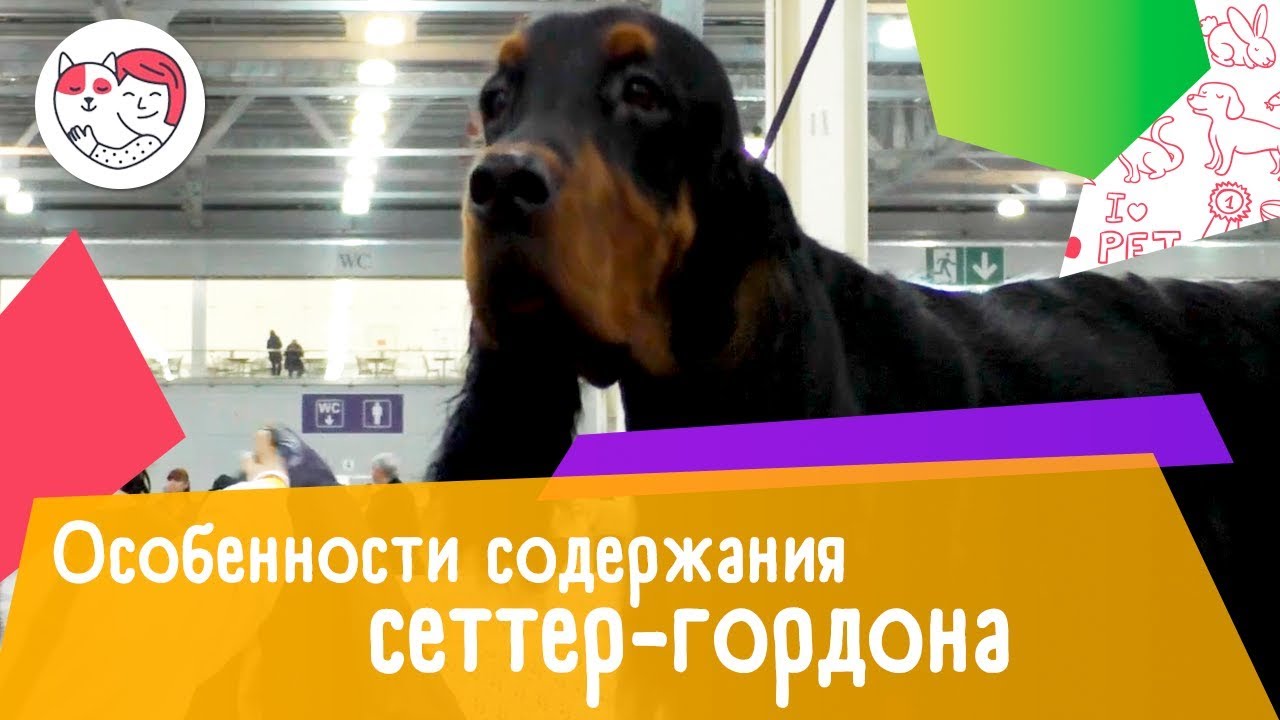 5 особенностей содержания сеттер-гордона
