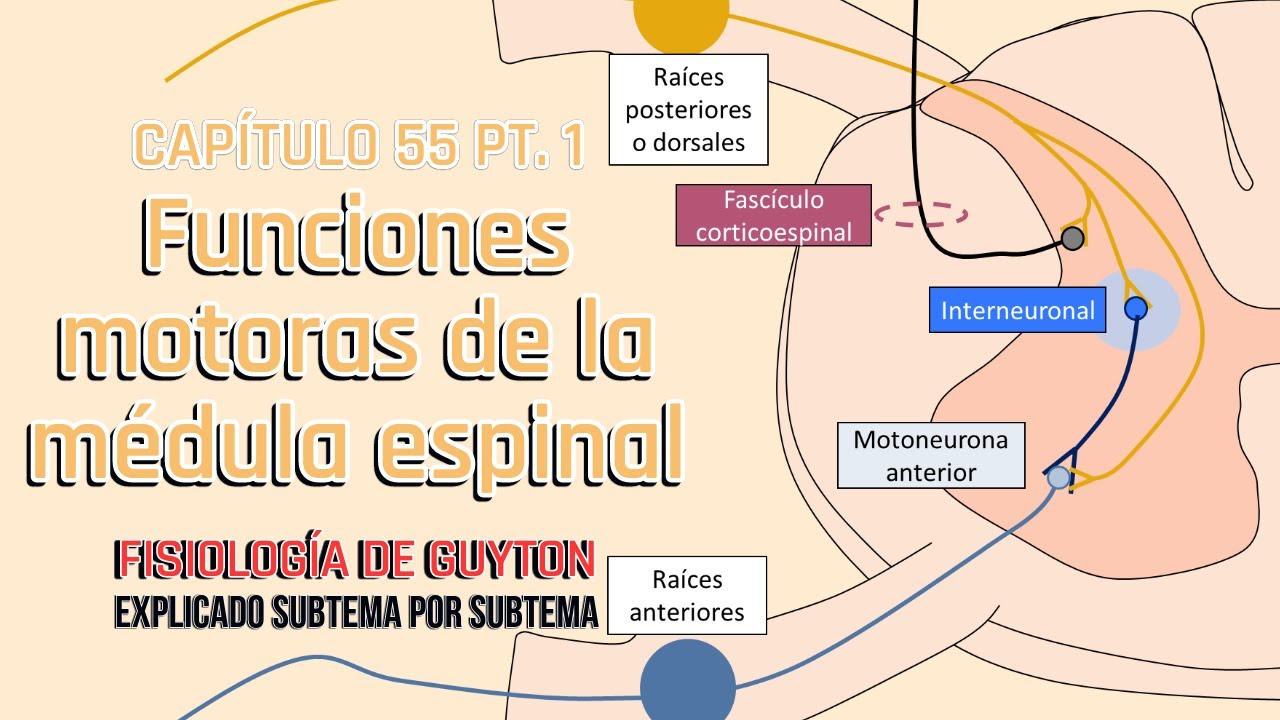 CAP 55 1/5: Funciones motoras de la médula espinal l Fisiología de Guyton