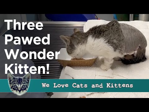 A Three-Pawed Hero’s Tale, The Tiny Kitten With A Giant Zest For Life