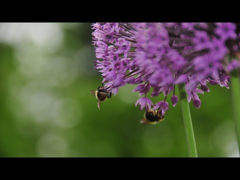ambient noise honey bees | 1 hour | oacogen