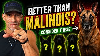 Top 5 Dog Breeds to Consider Instead of a Belgian Malinois 