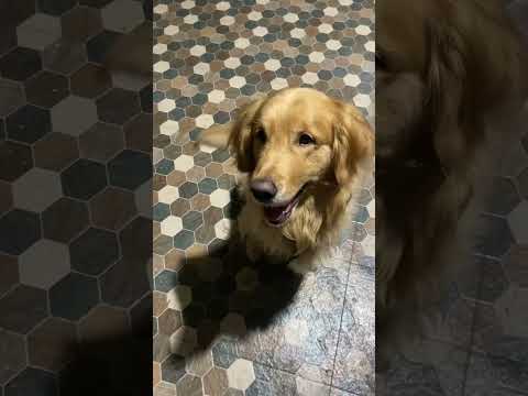 Meet Mr Parker - the OG Golden Retriever 