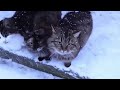 gigi d'agostino - l'amour toujours tanzen version (slowed to perfection) tiktok version