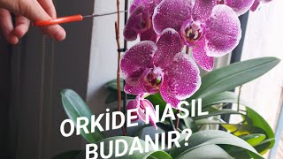 “Orkide Budaması Nasıl Yapılır? 🌸 Çiçekten Sonra Bu Dalları Kesiyorum!” #keşfet 