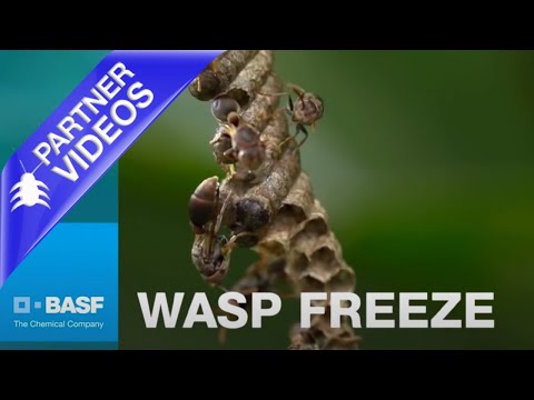  Wasp Freeze - Wasp & Hornet Killer Aerosol Spray Video 
