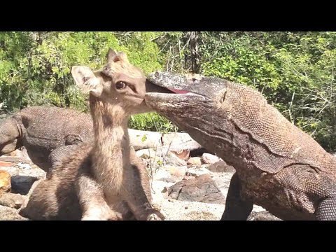komodo catch a deer part 1