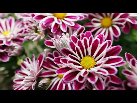 03 Guldaudi , chrysanthemum flower by- Gurjit Singh, season 2016, my 3th videos...