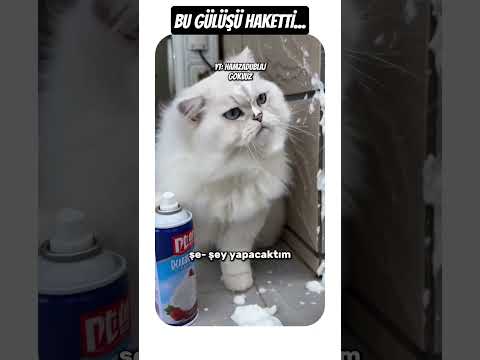 ŞAKAYDI, KAKA OLDU...