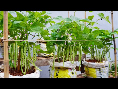 Let s grow bitter melon for your family this way it s very fruity and easy to make