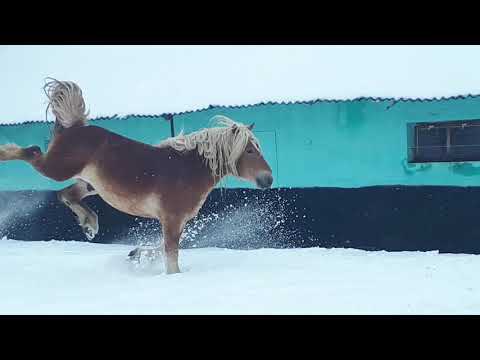 KUN, 4 ani ,viitor armăsar de monta- Herghelia Fitero