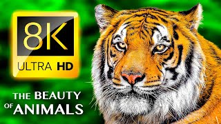 THE BEAUTY OF ANIMALS 8K ULTRA HD