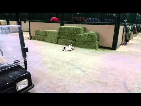 Menaka finds a friend..