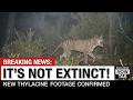 Tasmanian Tiger Is Still Alive This New Footage Proves It