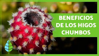 BENEFICIOS de los HIGOS CHUMBOS 🥭 (Propiedades, Cómo se Comen y Contraindicaciones)