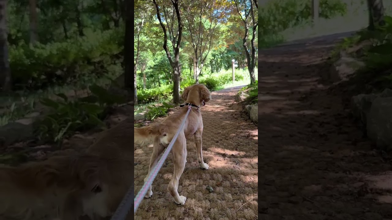 Enlarge Rocky, a Adoptable mixed breed in South San Francisco, CA video 4/4