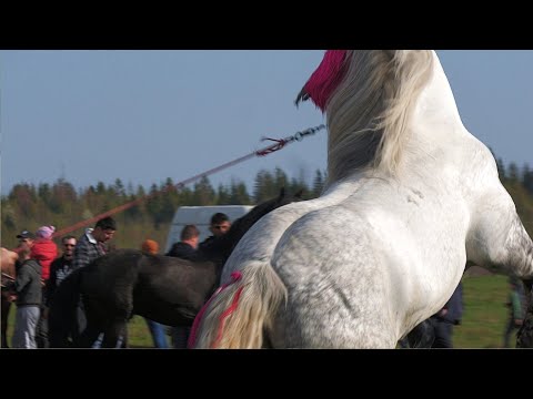 Armăsar linia Fitero Bujor de la Vicovu de Sus - Suceava 2023