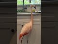 The I 5 Helping In The Kitchen Today Flamingo Birds Chilean Flamingo