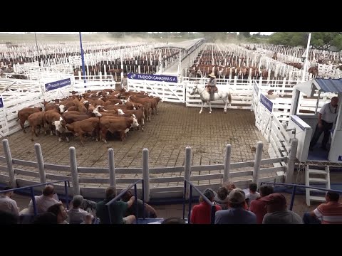 Balance de remates en Tradición Ganadera y testimonio de productor ganadero