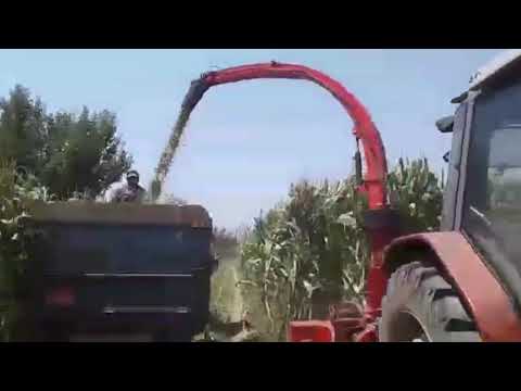 Tosun 3 Sıralı Bağımsız Mısır Silaj Makinası