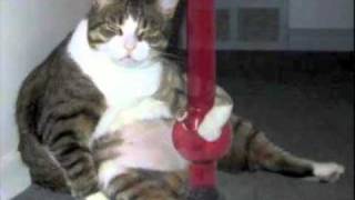 Bong Cat on Brandmeier Show