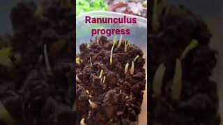 Ranunculus are growing!