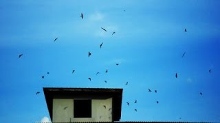 Download lagu suara panggil walet super- dasyat langsung masuk kandang mp3