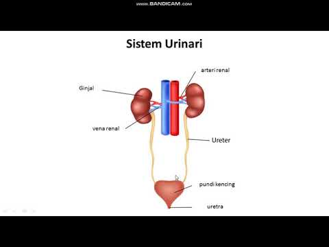 BIOLOGI TINGKATAN 4 : 13.2 PART 1 SISTEM URINARI