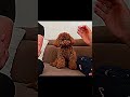 Dogs Are The Cutest Ever