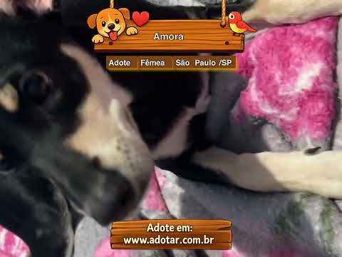 Vídeo de Amora
