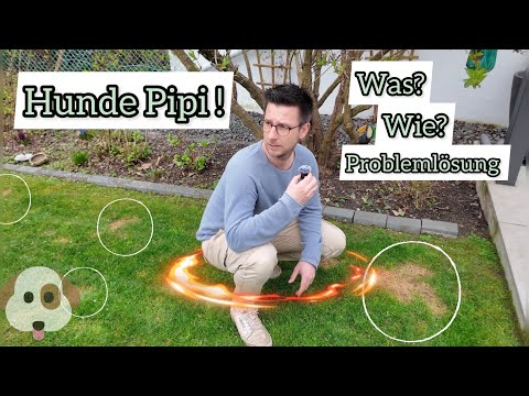Hundepipi auf dem Rasen - Problem und Lösung...