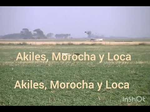 Sigue sumando mi Akiles!! saluki 50!! 17 meses galgo vs liebre🔥 una mano a mano en pcia de Cordoba👏💪