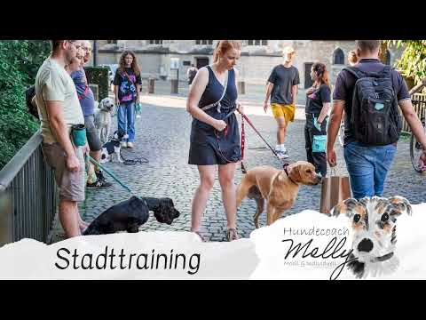 Hundecoach Melly- Mobil & Individuell YouTube-Vdeominiatur 21