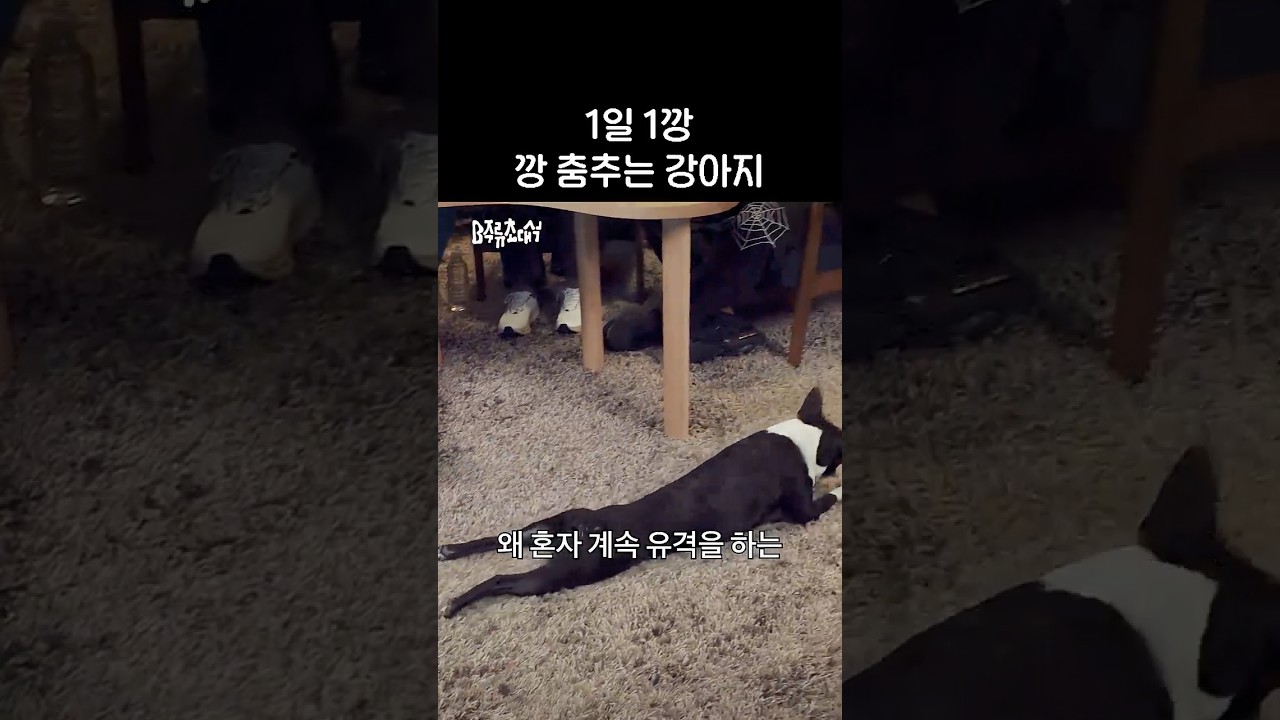 #견스타그램 #허키시바세키 #비주류