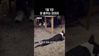 #견스타그램 #허키시바세키 #비주류
